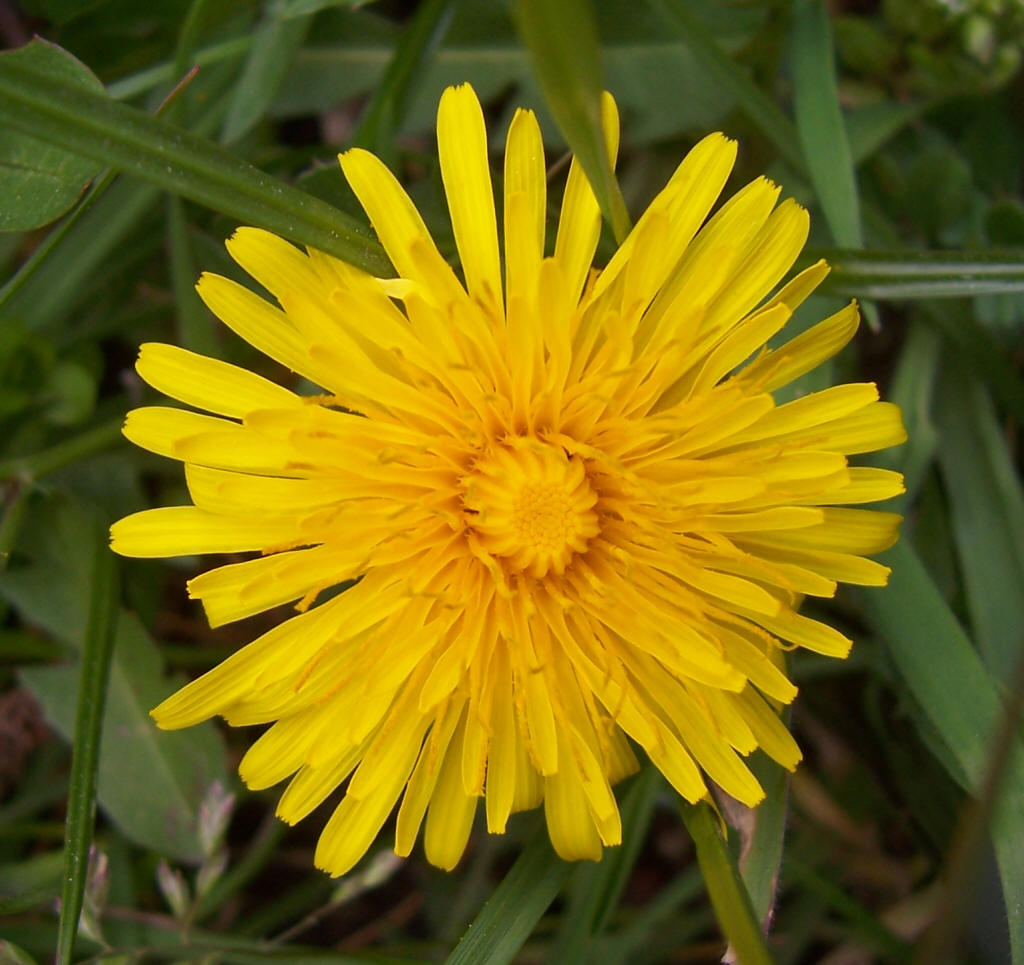 Diente de león (Taraxacum officinale) | Netaldea